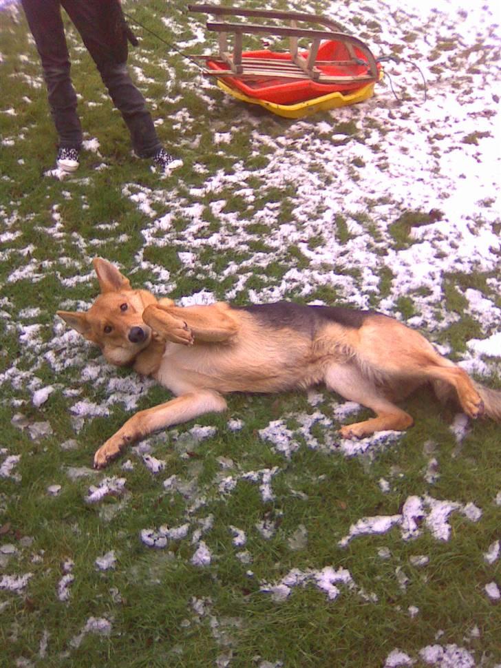 Schæferhund Bella billede 17