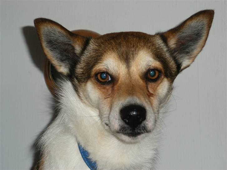 Norsk lundehund Løvheims Forseti / Fossi 4.3.05 - 13.1.14 - Dec.07 billede 15