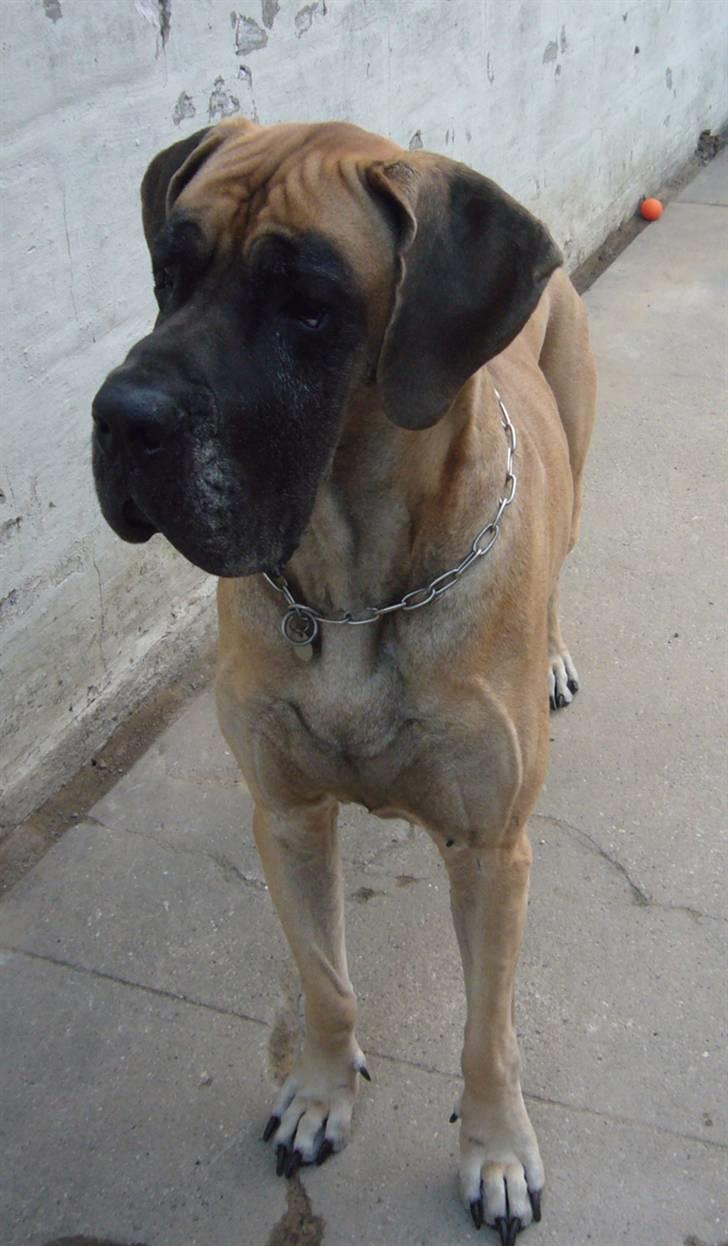 Grand danois Creo´s Vermeil billede 1