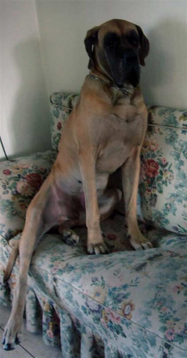 Grand danois Creo´s Vermeil - vermeil sidder i sofaen, det må han ellers ikke :o) billede 2