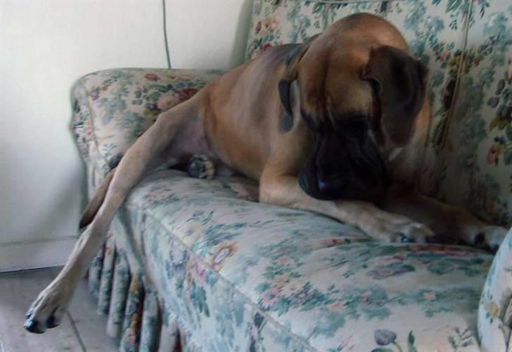 Grand danois Creo´s Vermeil - Den fække hund! billede 3