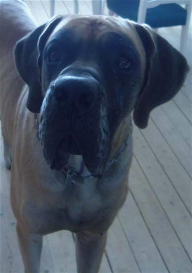 Grand danois Creo´s Vermeil - Vermeil er nysgærig billede 4