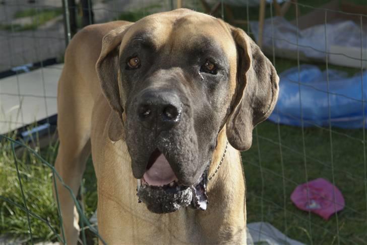 Grand danois Creo´s Vermeil - Vermeil har det nok varmt :o) billede 5