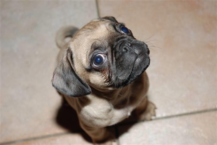 Mops William billede 1