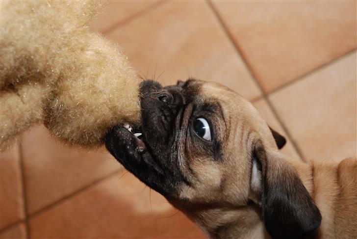 Mops William billede 2