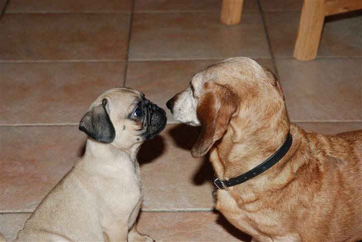 Mops William billede 3