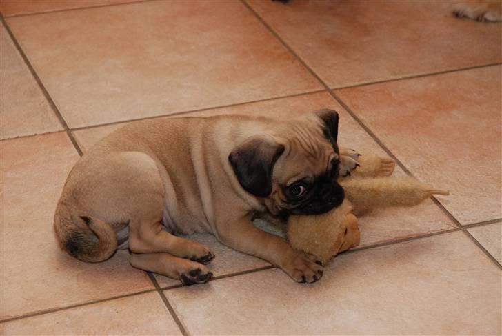 Mops William billede 4