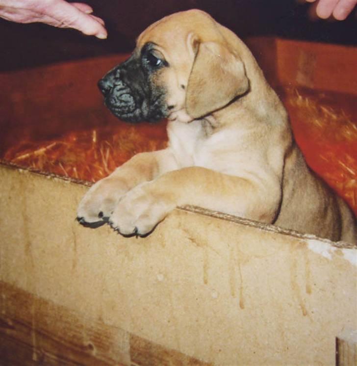 Grand danois Creo´s Vermeil - Vermeil som baby :o) billede 6