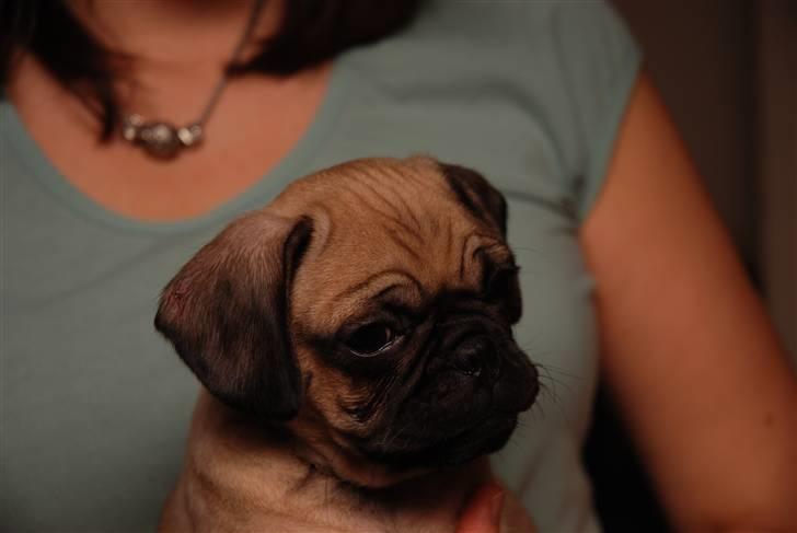 Mops William billede 5