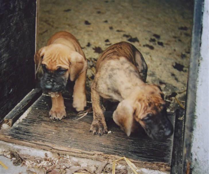 Grand danois Creo´s Vermeil - Vermeil(til venstre) da han var en lille unge :o) billede 7