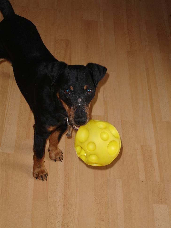 Tysk jagtterrier Tais R.I.P. ;-( billede 1