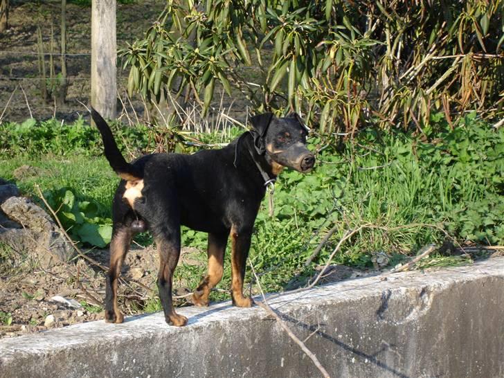 Tysk jagtterrier Tais R.I.P. ;-( billede 2