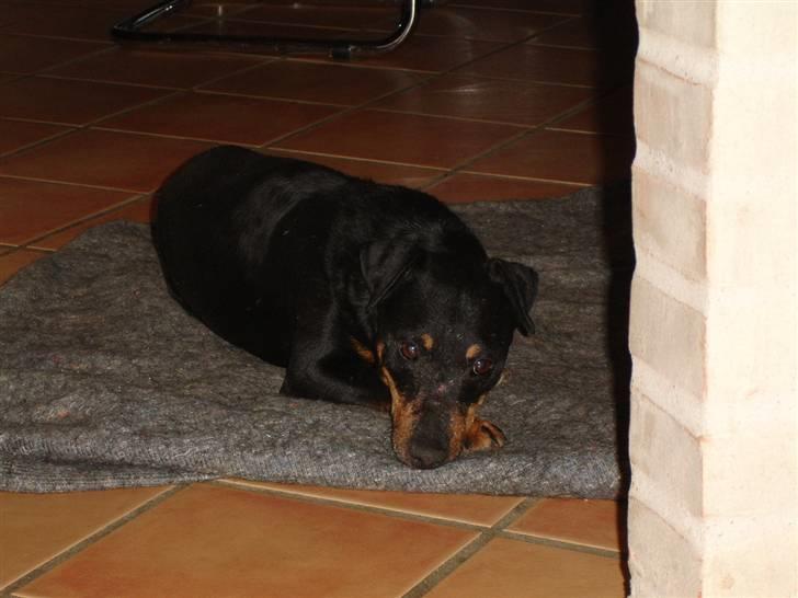 Tysk jagtterrier Tais R.I.P. ;-( billede 3