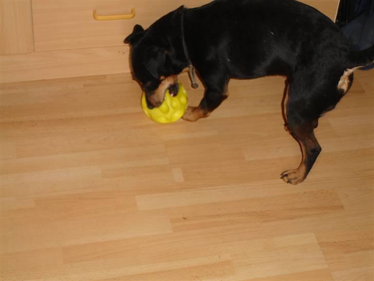 Tysk jagtterrier Tais R.I.P. ;-( billede 4