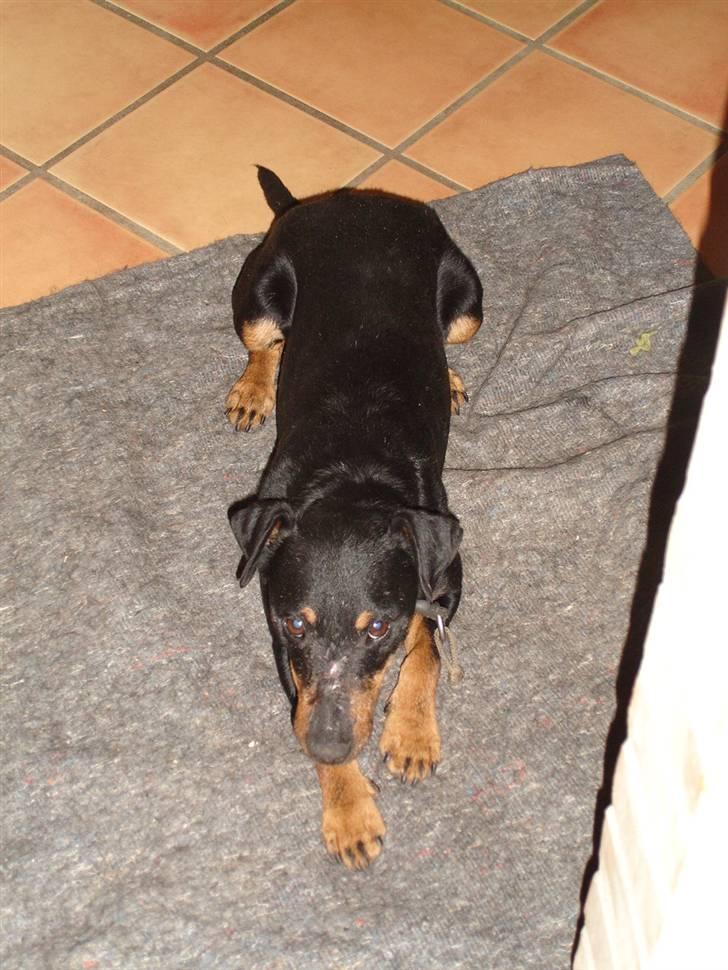 Tysk jagtterrier Tais R.I.P. ;-( billede 5
