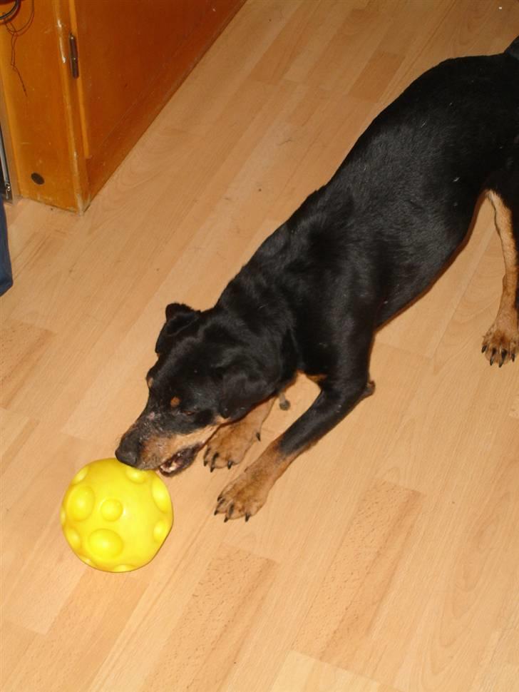 Tysk jagtterrier Tais R.I.P. ;-( billede 6