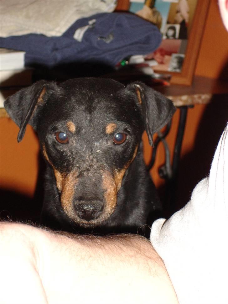 Tysk jagtterrier Tais R.I.P. ;-( billede 7