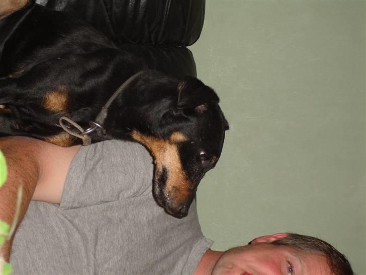 Tysk jagtterrier Tais R.I.P. ;-( billede 8