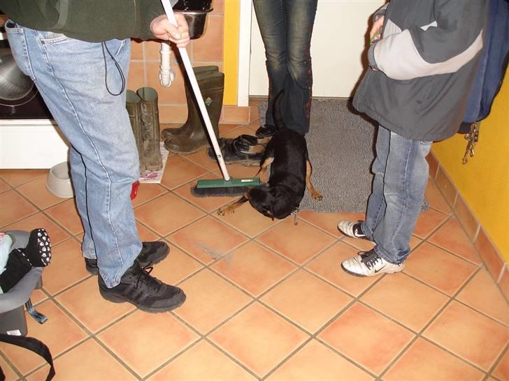 Tysk jagtterrier Tais R.I.P. ;-( billede 9