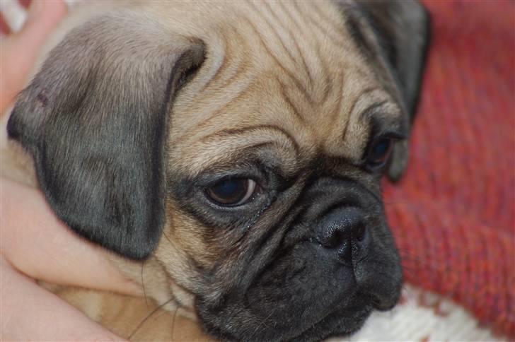 Mops William billede 6