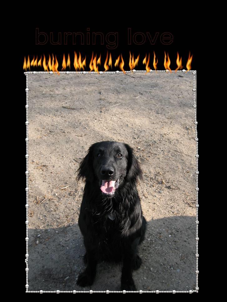 Flat coated retriever Robin - hehe burning love <33 billede 11