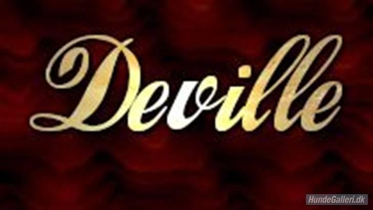 Amerikansk bulldog Topp's Magic Deville billede 8