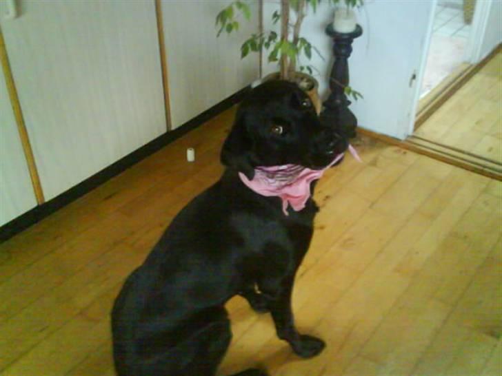 Labrador retriever Zindy - Ihhh hvor er jeg nysgerrig billede 2