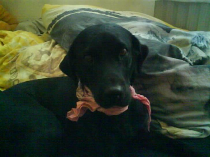 Labrador retriever Zindy - Hvad ??? jeg vil lige sove billede 3