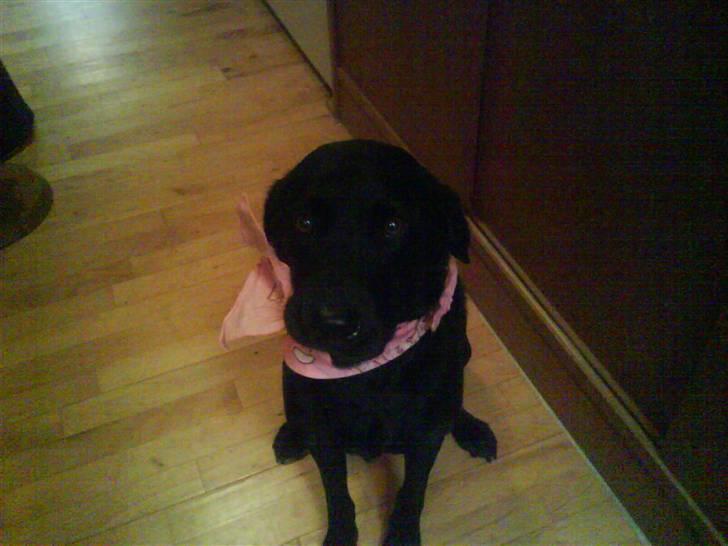 Labrador retriever Zindy - Øhmmm heeej... dette tørklæde smager rigtig godt.. nam nam billede 4