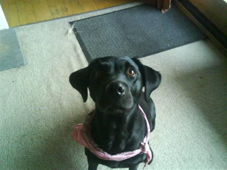 Labrador retriever Zindy - Jaaa noget jeg kan bide i... 1 2 3 HOP billede 5