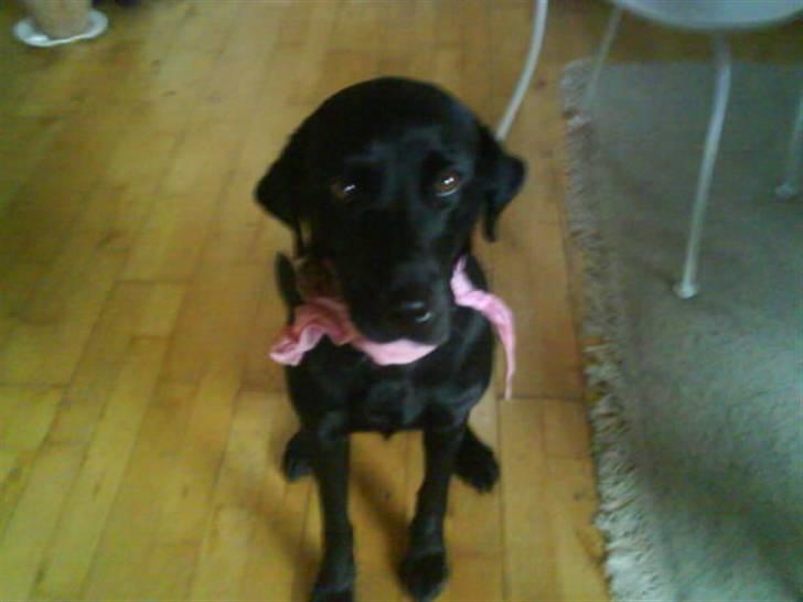 Labrador retriever Zindy - Hihi billede 6