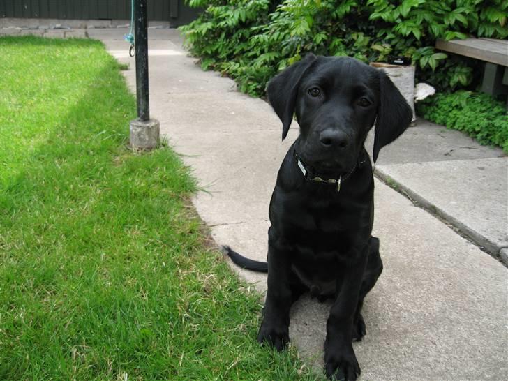 Labrador retriever Lunte - Lunte, ca. 4 månedere billede 1