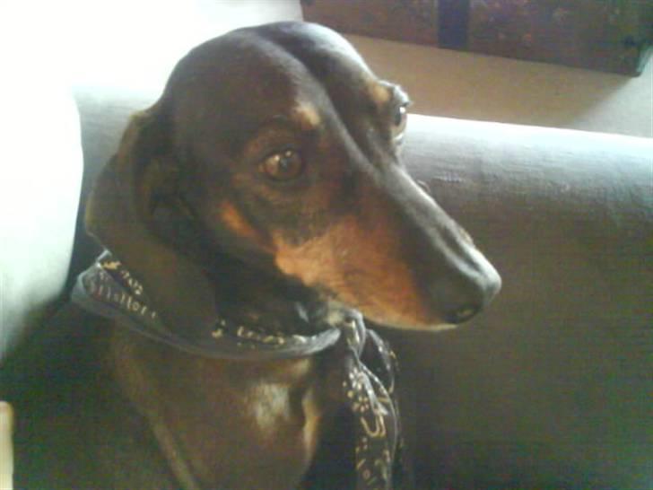 Gravhund Spiedi  - Hej zindy, er du ikke ogs træt ??? billede 1