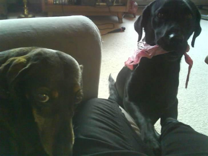 Gravhund Spiedi  - Kuk kuk, i skal også lig have mig med på billedet :D billede 2