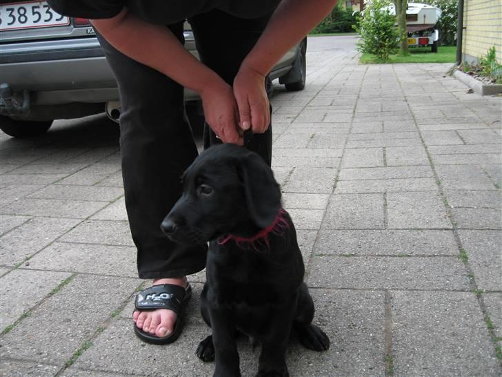 Labrador retriever Lunte - Lunte præcis 9 uger, billede 2