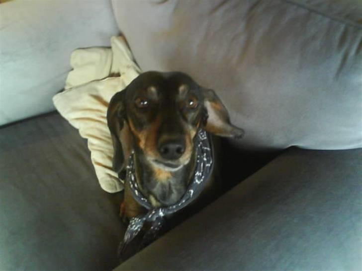 Gravhund Spiedi  - Halløøøøj deroppe ;) billede 3