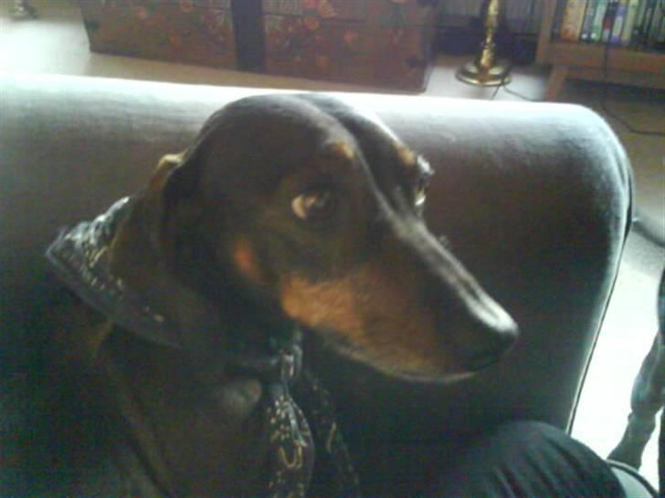 Gravhund Spiedi  - uhhaaaa det er en uhyggelig film.. SKUG VÆK!! billede 4