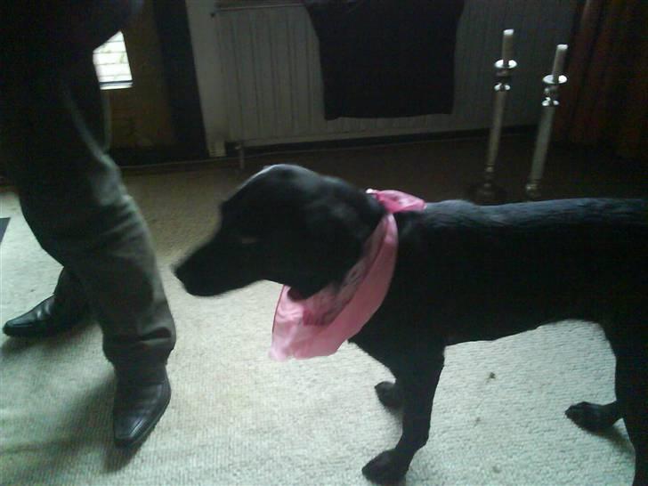 Gravhund Spiedi  - Spiedi vil du også med ud at gå tur ???? billede 5