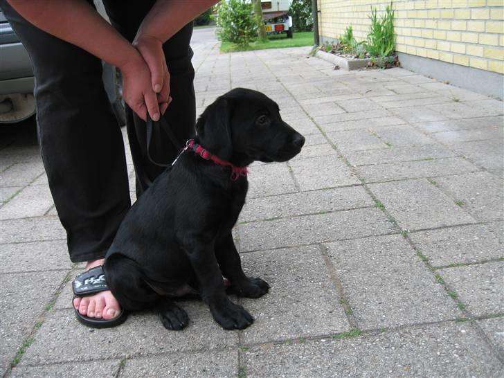Labrador retriever Lunte - Lunte præcis 9 uger, billede 3