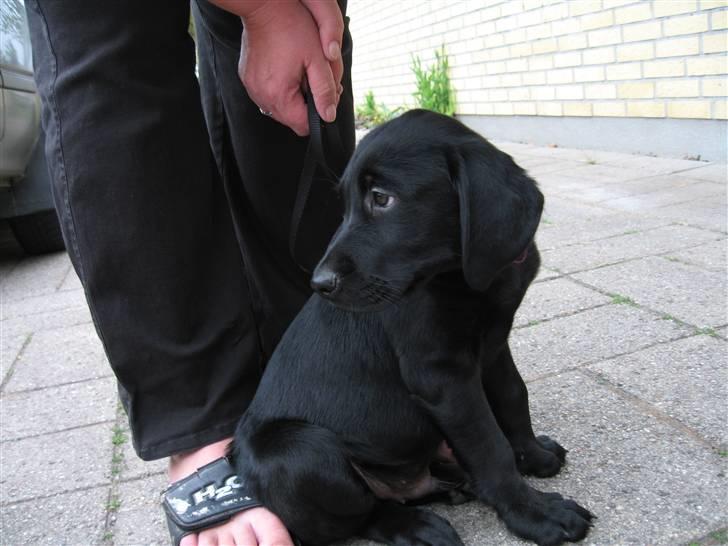 Labrador retriever Lunte - Lunte præcis 9 uger, billede 4