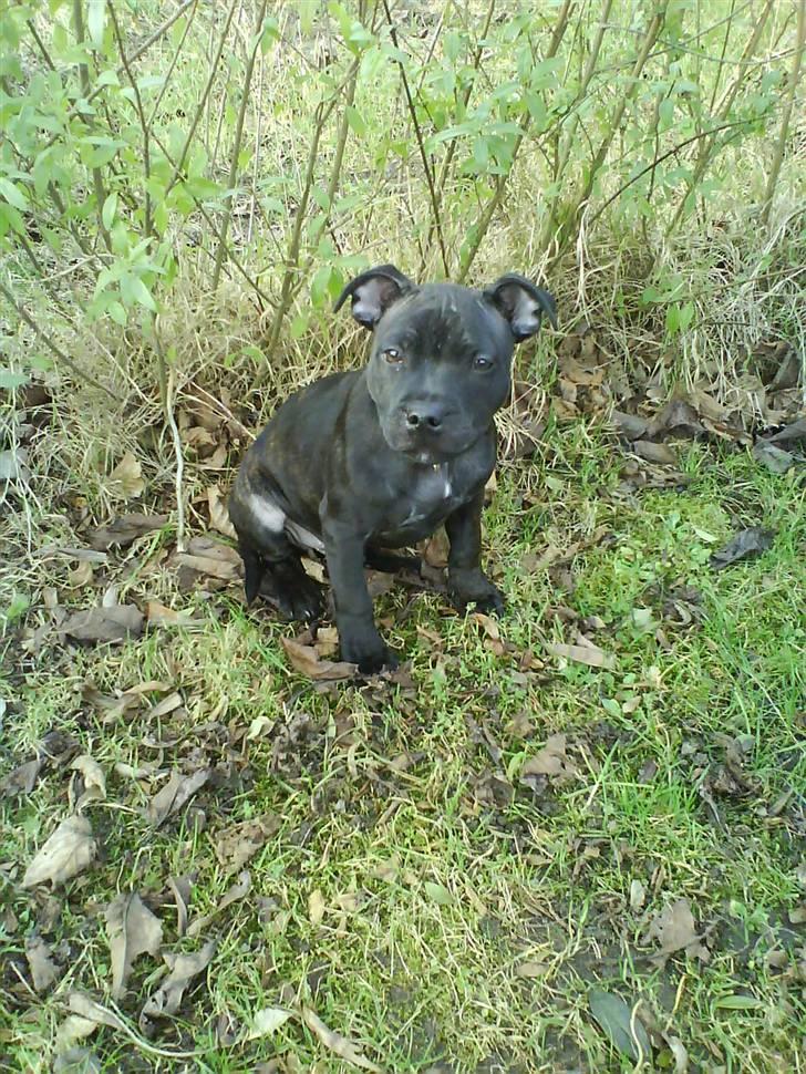 Staffordshire bull terrier (Engelsk) Basse - 8 uger gammel billede 5