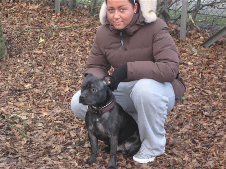 Staffordshire bull terrier (Engelsk) Basse - december2008 billede 6