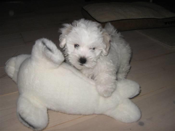 Bolognese Willy R.I.P - Willy - 9 uger gammel billede 1