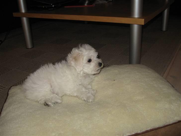 Bolognese Willy R.I.P - Dejligt med sin egen bløde pude i stuen billede 3