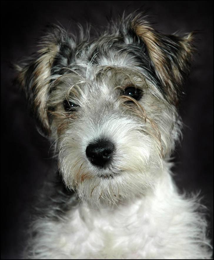 Jack russell terrier (Princesse) Leia billede 1