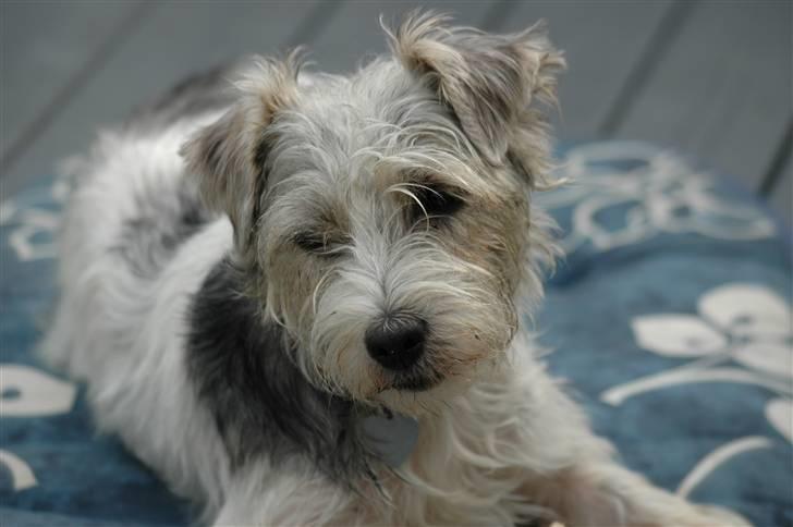 Jack russell terrier (Princesse) Leia billede 2