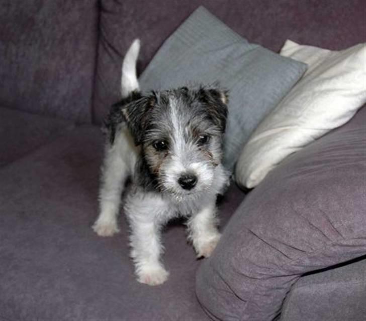 Jack russell terrier (Princesse) Leia billede 3