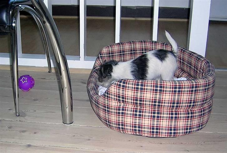 Jack russell terrier (Princesse) Leia billede 4