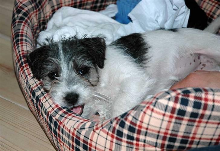Jack russell terrier (Princesse) Leia billede 5
