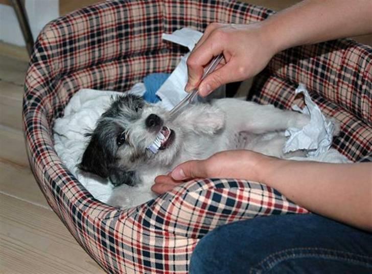 Jack russell terrier (Princesse) Leia billede 6